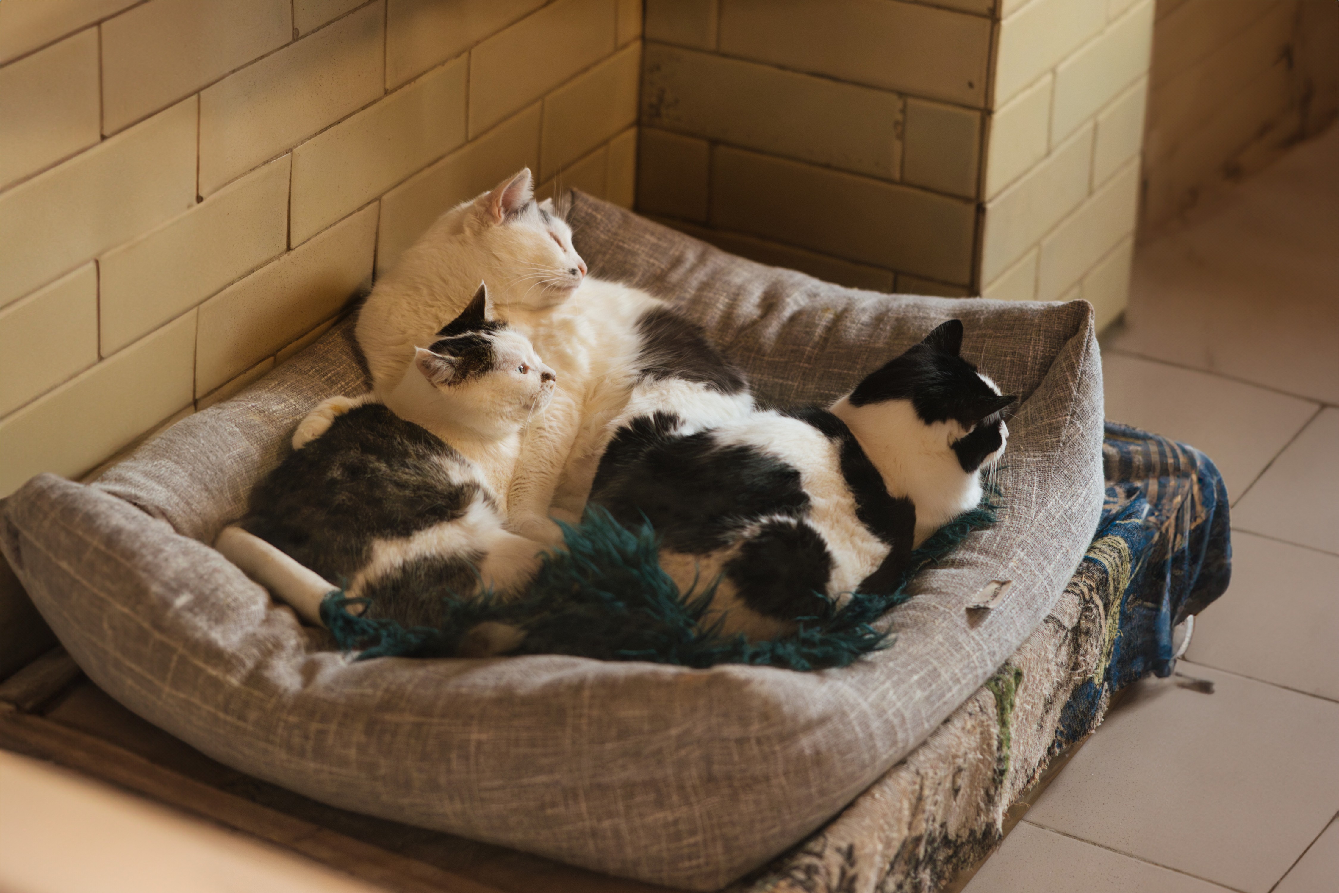 Котики в притулку